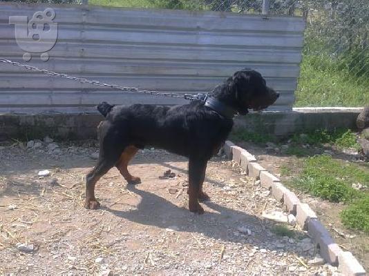 pwlountai koutavia rottweiler