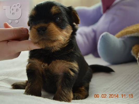 Ελληνικό Εκτροφείο Yorkshire Terrier