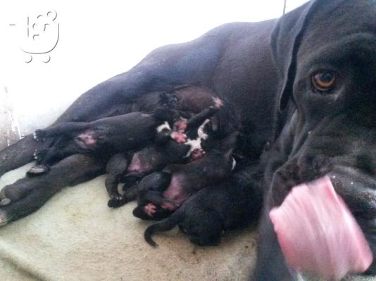 PoulaTo: CANE CORSO ΚΟΥΤΑΒΙΑ ΜΕ PEDIGREE
