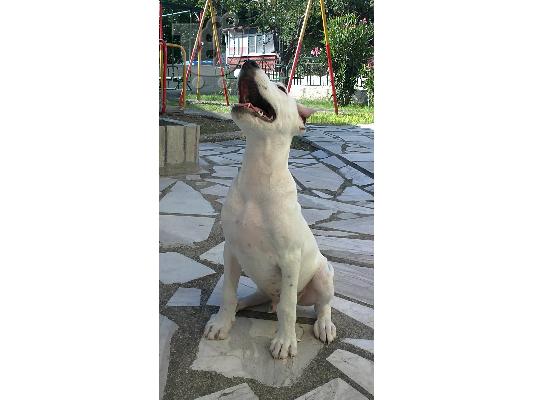 PoulaTo: DOGO AGRENTINO KOUTAVIA POLOUNTAI