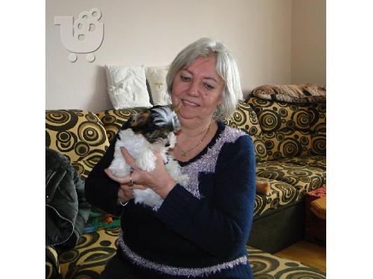 2 χαριτωμένο biewer yorkshire Terrier (αρσενικό και θηλυκό)