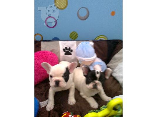 PoulaTo: French Bulldog
