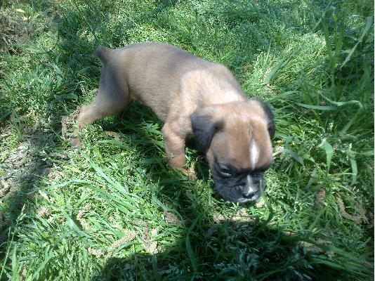boxer