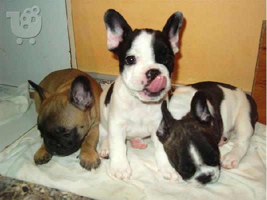 French Bulldog-Γαλλικό Μπουλντόγκ