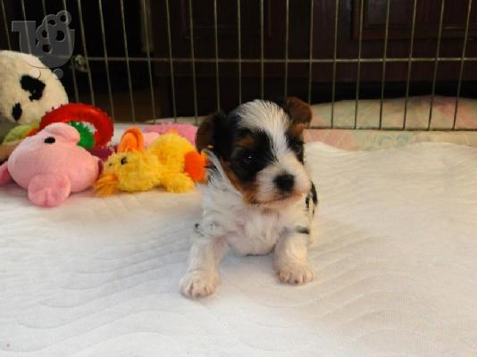 Χαριτωμένο καθαρόαιμο κουτάβι biewer yorkshire terrier