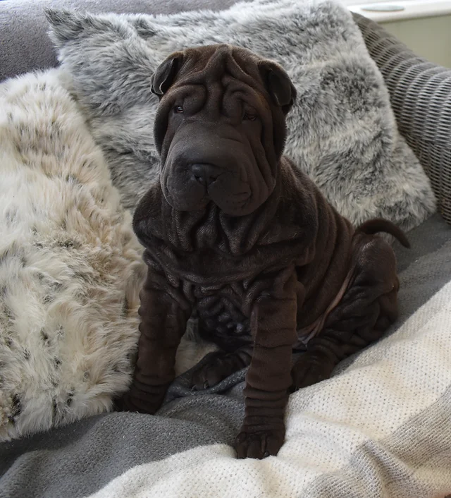 PoulaTo: Shar pei - Σαρ Πέι