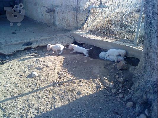 dogo argentino