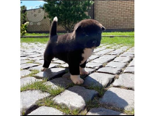 Εκπληκτική αμερικανική Akita Διαθέσιμη