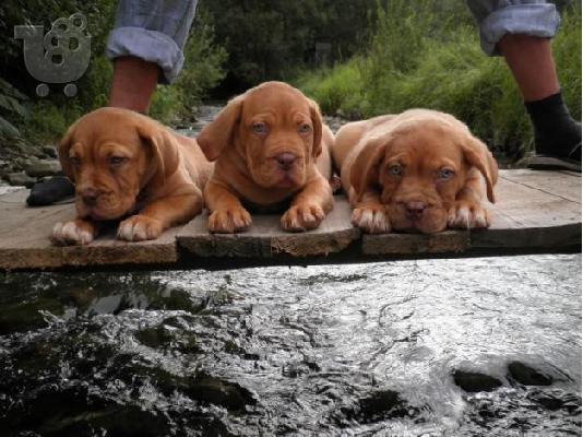 Dogue de Bordeaux - Ντογκ ντε Μπορντω