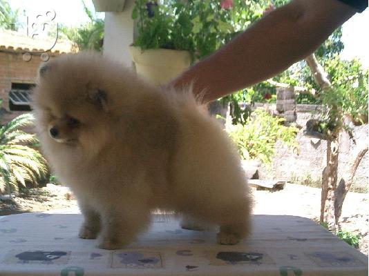 PoulaTo: pomeranian toy