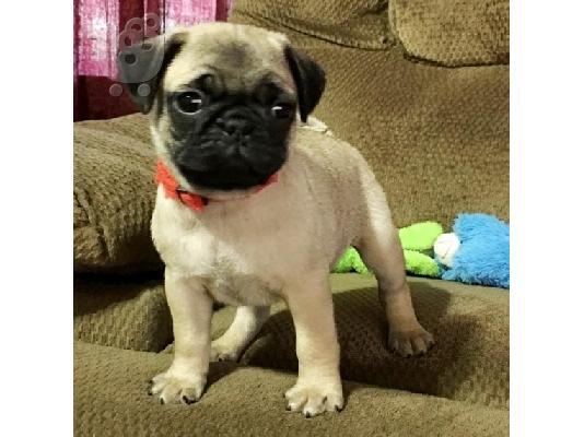 PoulaTo: Ειδικά μικρά Pug κουτάβια