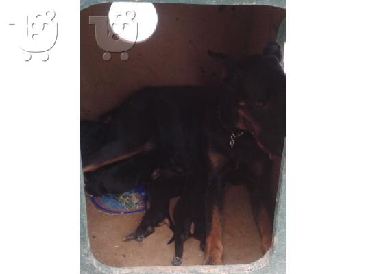 κουτάβια Ντόμπερμαν-Doberman Puppies