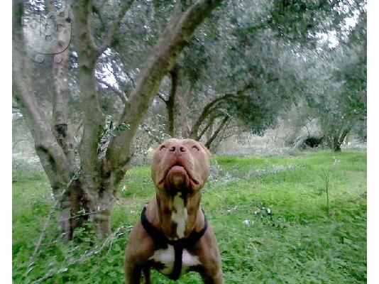 american pitbull red Πίτμπουλ Πίτμπουλ