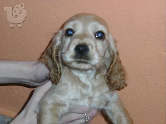 KOKER