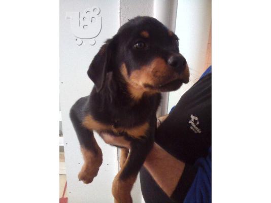 PoulaTo: ΠΩΛΟΥΝΤΑΙ ΚΑΘΑΡΟΑΙΜΑ ΚΟΥΤΑΒΙΑ ROTTWEILER-250Ε
