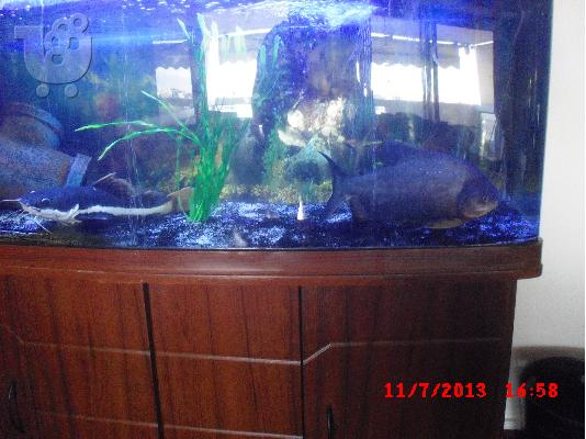 PACU 40 CM