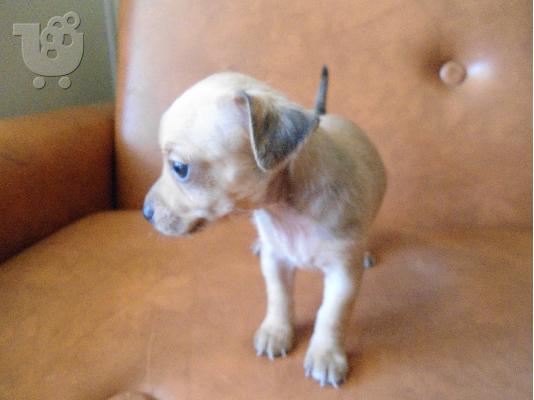 Pinscher