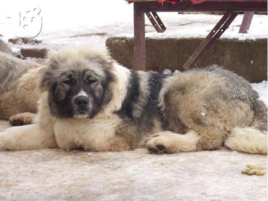 Caucasian Shepherd 