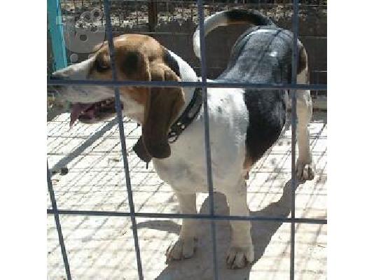 ΠΩΛΕΙΤΕ BEAGLE ΚΑΘΑΡΟΑΙΜΗ ΜΑΘΗΜΕΝΗ ΣΤΟ ΛΑΓΟ