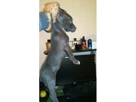 blue pitbull