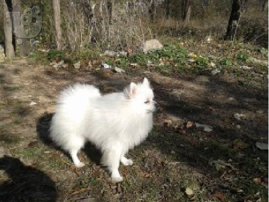 PoulaTo: SPITZ