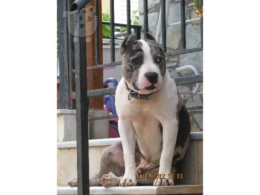 pit bull