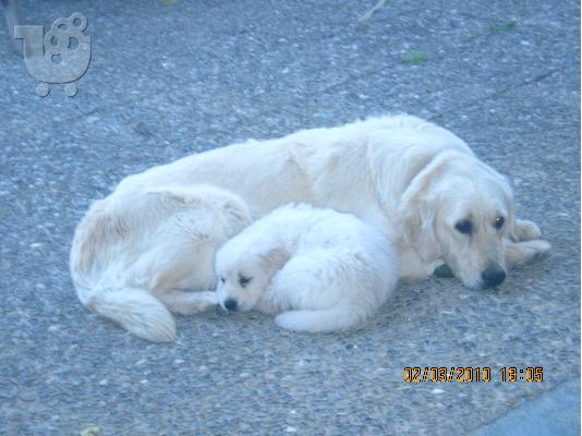Πωλούνται καθαροαιμα λευκα golden retriever  Χρυσός Θηραματοφόρος...