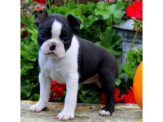 PoulaTo: Super Αξιολάτρευτο Boston Terrier Κουτάβια