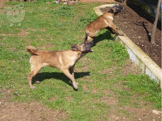 κουταβια malinois