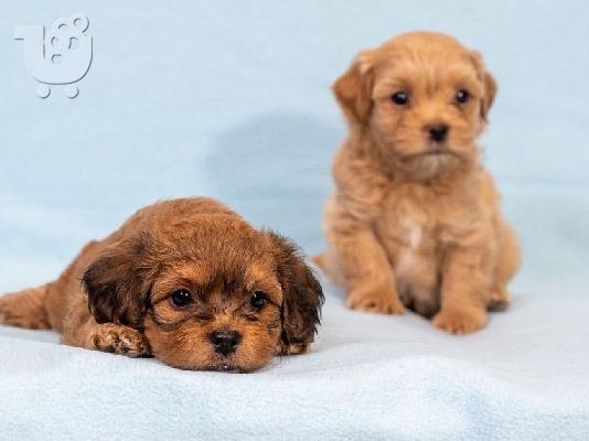 PoulaTo: Havanese Bichon κουτάβια