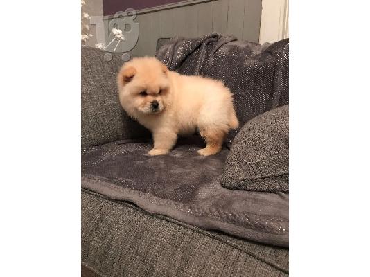 Διατίθενται υγιή κουτάβια chow chow