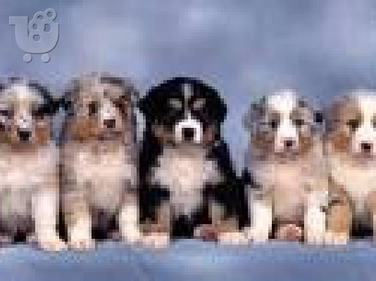 PoulaTo: Buy your Australian Shepered here both male and female for 3 months to 5 years.