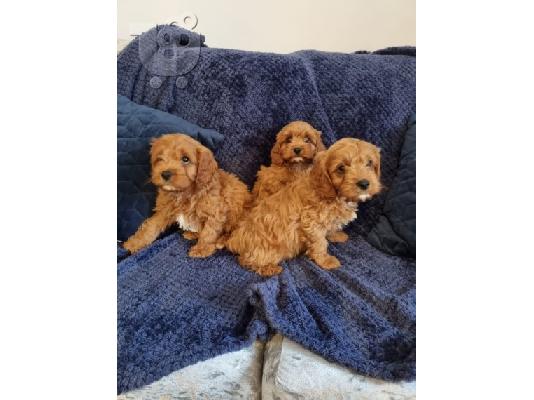 PoulaTo: Πωλούνται όμορφα κουτάβια Cavapoo,