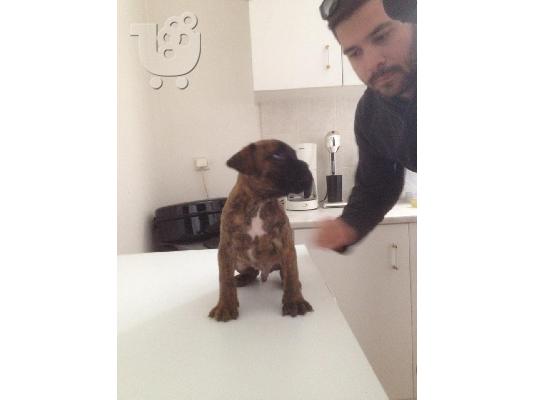 ΠΩΛΕΙΤΑΙ BOXER