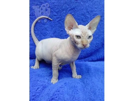 PoulaTo: Sphynx Cats προς πώληση