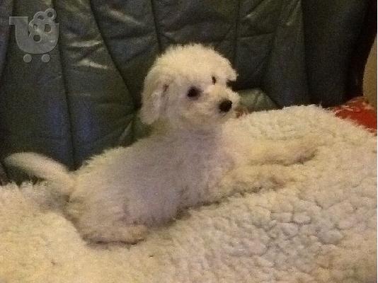 Όμορφα κουτάβια αφράτο Bichon Frise    