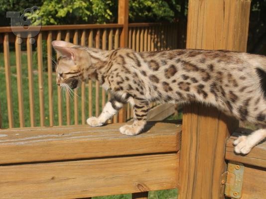 PoulaTo: BENGAL Kittens Διαθέσιμο