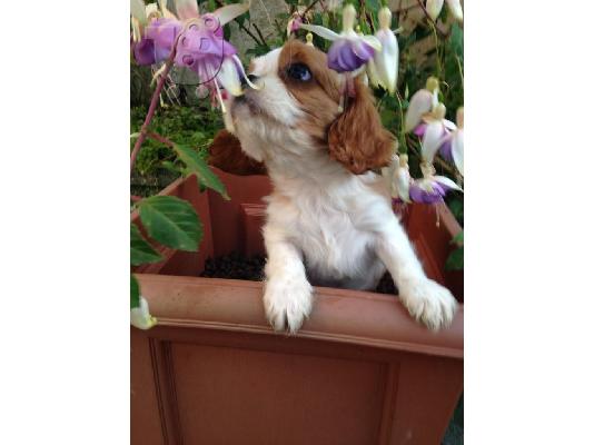 Cavalier King Charles Spaniel