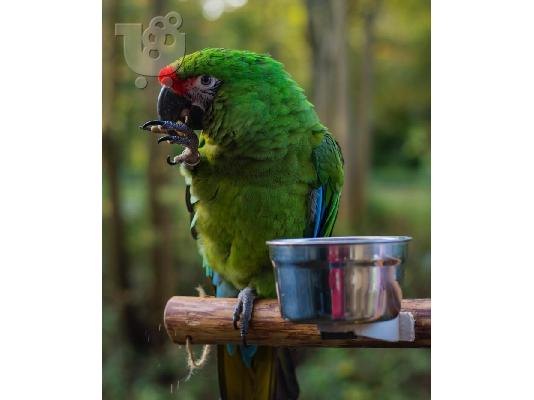 PoulaTo: Στρατιωτικοί παπαγάλοι Macaw
