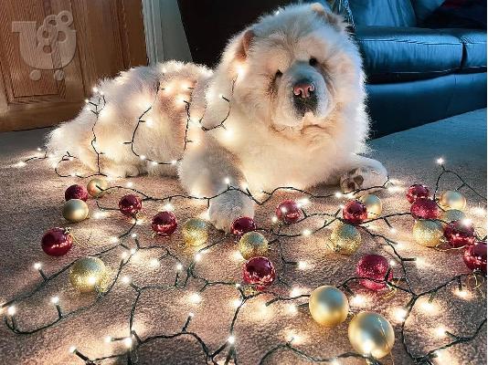 Δωρεάν Chow chow brawn&white για να πάτε σπίτι ως χριστουγεννιάτικο δώρο...