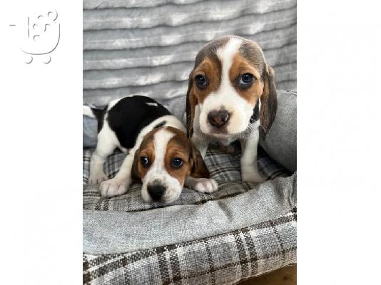 PoulaTo: Έτοιμα τώρα δύο πανέμορφα κουτάβια Beagle