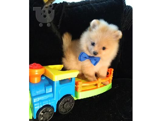 PoulaTo: Pomeranian καθαροαιμα / Pomeranian Mini