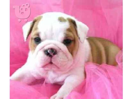 PoulaTo: English bulldogs 200