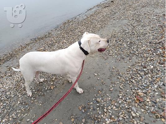 Κουτάβια Dogo Argentino