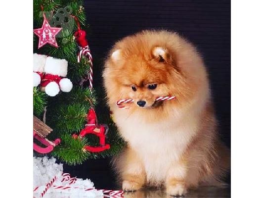 χαριτωμένα κουτάβια pomeranian για μετεγκατάσταση