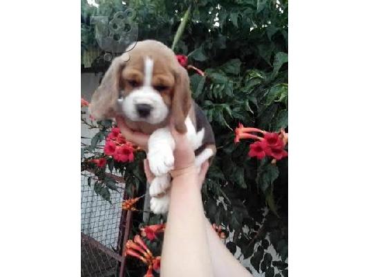 PoulaTo: BEAGLE