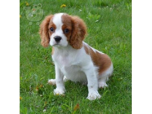 PoulaTo: Cavalier King Charles