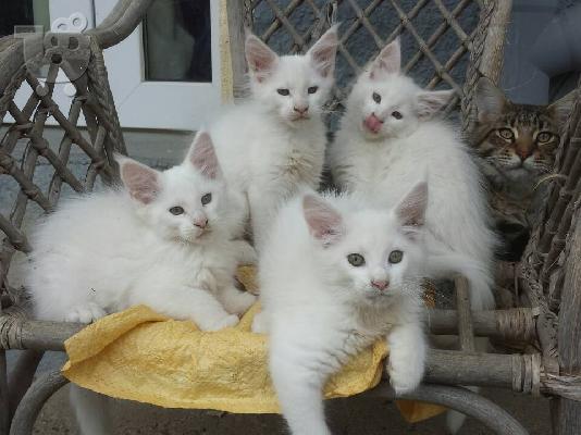 maine coon