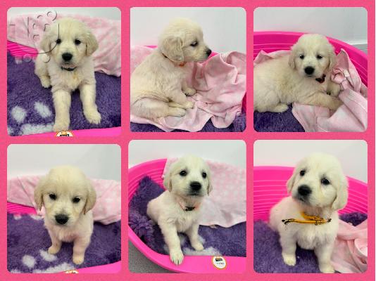 PoulaTo: Κουτάβια KC Golden Retriever