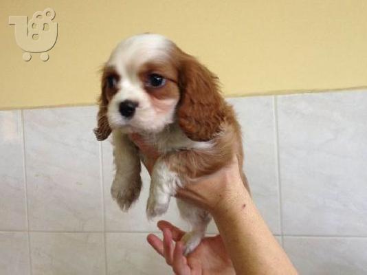 KING CHARLES KAVALIER
